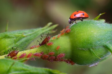 Lady bug as a plant louse predator, biological protection. Affected rosebud.