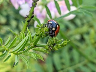 common basil delights with its colorful flowers on colorful meadows. It shimmers with blue colors in the reed grass above the blue sky of the steppe region