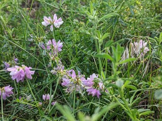 common basil delights with its colorful flowers on colorful meadows. It shimmers with blue colors in the reed grass above the blue sky of the steppe region