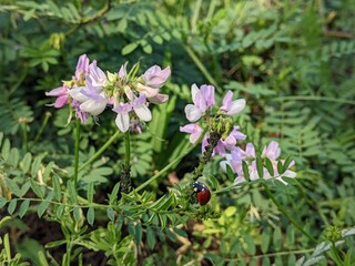 Obraz premium common basil delights with its colorful flowers on colorful meadows. It shimmers with blue colors in the reed grass above the blue sky of the steppe region