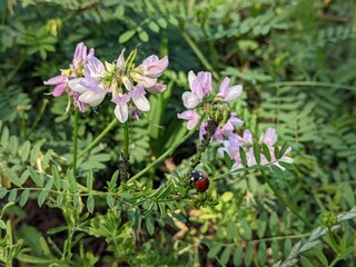 common basil delights with its colorful flowers on colorful meadows. It shimmers with blue colors in the reed grass above the blue sky of the steppe region