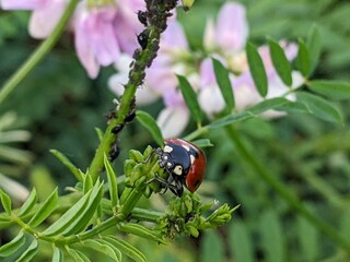common basil delights with its colorful flowers on colorful meadows. It shimmers with blue colors in the reed grass above the blue sky of the steppe region