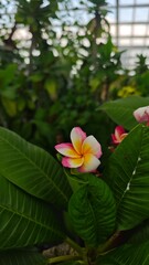 pink frangipani flower in tropical botanical garden
