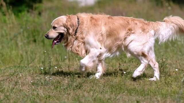 Golden retriever dog walking at nature with tonque out. Thirsty purebred pet doggy running outdoors in green grass