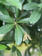 Greenery
