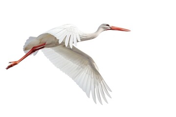Fototapeta premium Elegant white bird in flight
