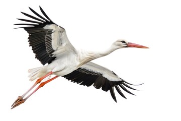 Graceful stork in flight