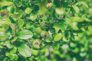 green fruit fruits among the foliage close-up, fruits on a branch, spring background