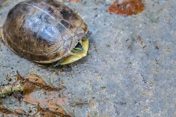 turtle hid in the shell from danger against the background of the coast close-up