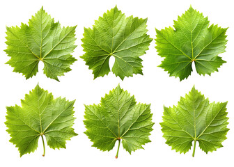 green leaves isolated on a transparent background PNG