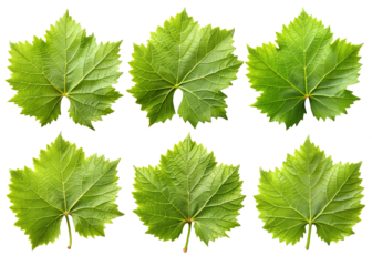 green leaves isolated on a transparent background PNG
