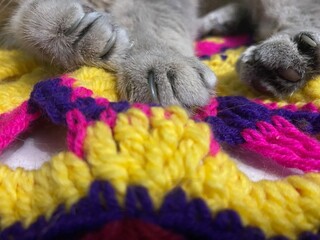 Cute cat on the crochet doily on the table rest relax home 