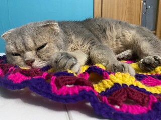 Cute cat on the crochet doily on the table rest relax home 