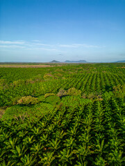 Aerial photo of palm trees plantation on morning light,, Chiriqui, Panama, central America - stock photo © Amaiquez