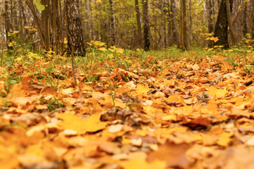 fallen autumn maple leaves many lies on the ground background seasonal