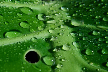 Water drops on a green leaf of a monstera. Macro photography
