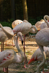 Stado flaming&oacute;w