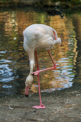 Flaming na jednej nodze