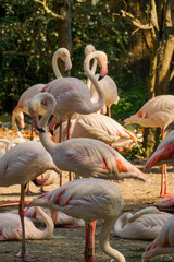 Stado flamingów © pat