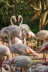 Stado flamingów