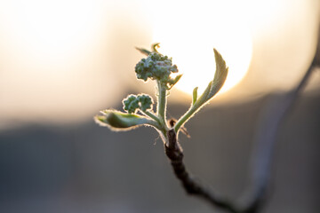 A closeup of young, fresh leaves and delicate buds on a branch, beautifully illuminated by the warm sunset