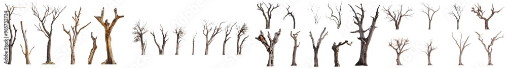 Poster dead tree and dry tree isolated on a white background.