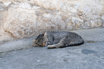 Sleepy street cat