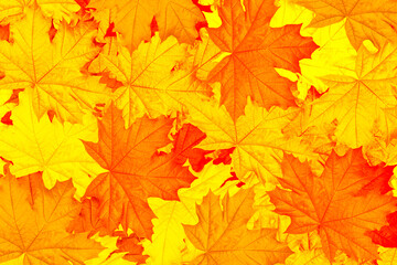 Fototapeta premium autumn landscape with bright colorful foliage. Indian summer.
