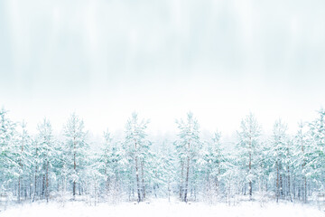 Blizzard and snowfall. Landscape. Frozen winter forest with snow covered trees.