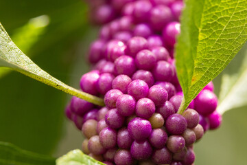Closeup view of American beautyberry (Callicarpa americana) in southwest Florida