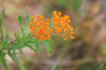 A beautiful orange milkweed with flowers in Manasota Scrub Preserve, Florida. I believe this is butterflyweed (Asclepias tuberosa). Check ID with an expert if accuracy is important for your project.