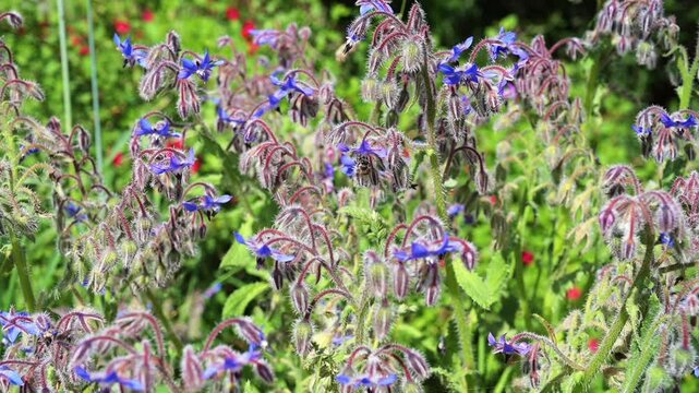 Bees and bumblebees foraging and collecting pollen on borage flowers in summer, pollinating in wild nature - four separate sequences, seamless looping.