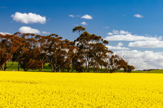 Fields of Canola in Victoria Australia
