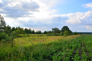 Fototapeta premium a field with a few trees and a sky with clouds and the sun shining through them 