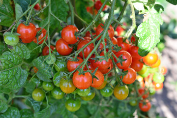 a bunch of cherry tomatoes are growing on a vine in the shadow - Powered by Adobe