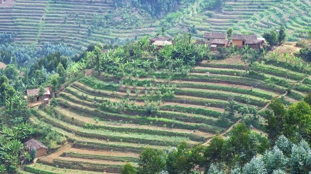 A lush green tea field adorned with trees beautifully, Rwanda