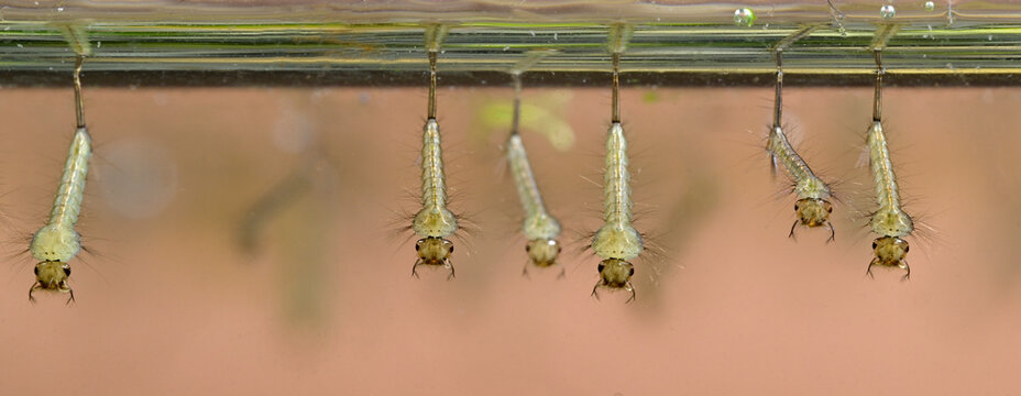 Stechm&uuml;cken-Larven treiben an der Wasseroberfl&auml;che // Mosquito larvae float on the water surface