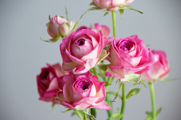 ジョリートレンドセッター