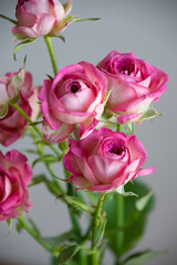 ジョリートレンドセッター