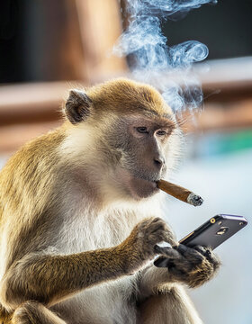 A monkey looking at a mobile phone smoking a cigar