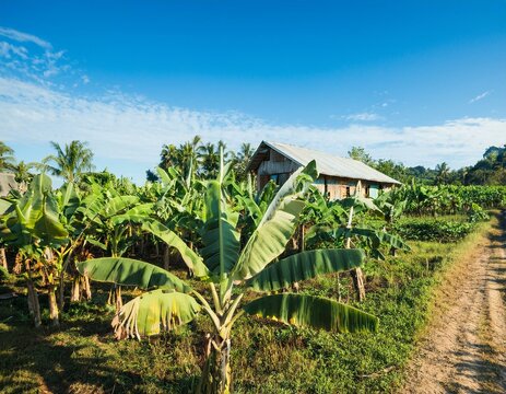 Farmhouse amid banana plantation and blue skies.