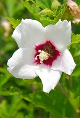 white and pink flower and wasp