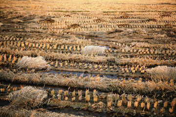 Rice field after harvest in autumn