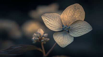 Close-up of hydrangea flower in soft evening light, artistic nature concept