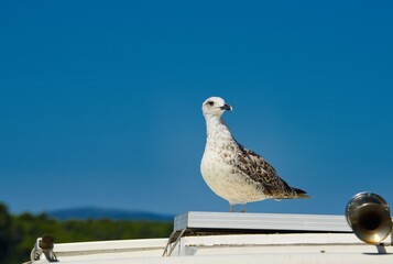 seagull on the ship