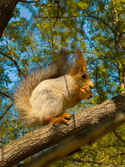 Squirrel on a tree branch in the park, close-up