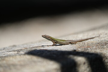 lizard on a stone in the sun in tuscany italy