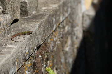 lizard on a stone in tuscany italy