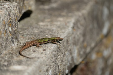 lizard on a stone in tuscany italy