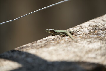 lizard on a stone in tuscany italy
